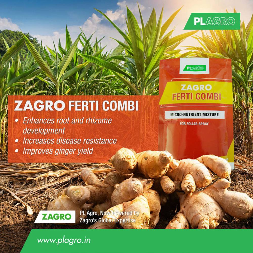 Attention Ginger Growers